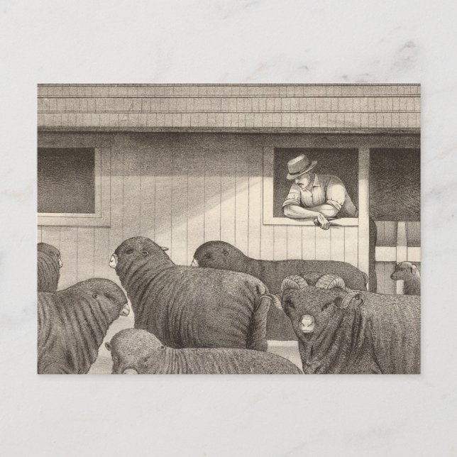 Fransk merino-får vykort (Framsida)