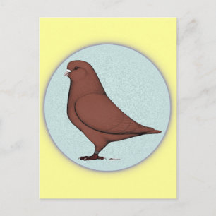 Fransk Mondain Pigeon Circle Vykort