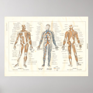 Fransk Muscle Anatomy Vintage Chart 1800's Poster