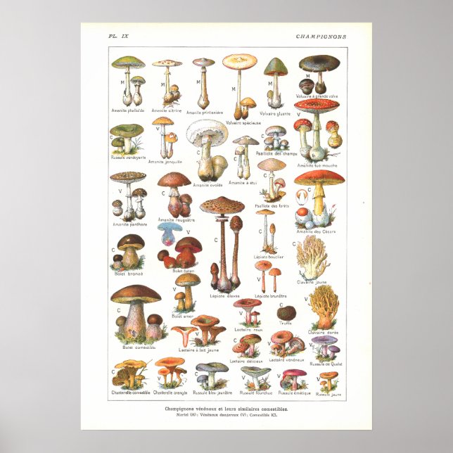 Fransk Poisonous Edible Svamp Varical Skriv ut Poster (Framsidan)