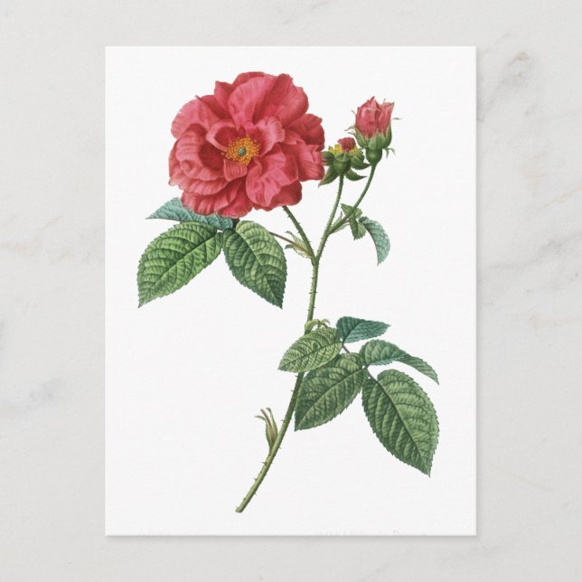 Fransk ro (Rosa gallica) Vykort (Framsida)