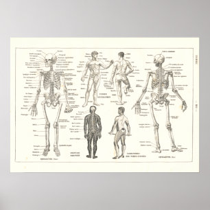Fransk Skeleton Anatomy Vintage Chart 1800's Poster