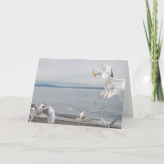 fransk steker frenesi kort