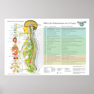 Fransk subluxation spinala nerver ANS diagram Poster