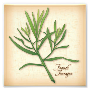 Fransk Tarragon Herb Photo Print Fototryck