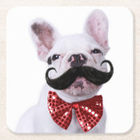 Fransk tjurhundvalp med mustasch