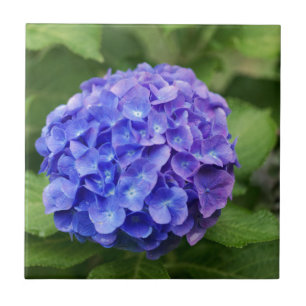 Fransk vanlig hortensia (vanlig kakelplatta