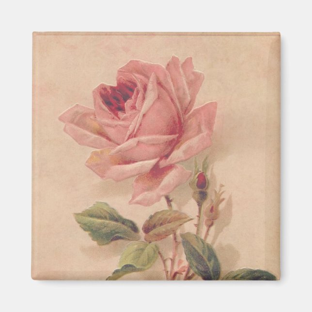 Fransk Victorian Rosa ros Magnet (Framsidan)