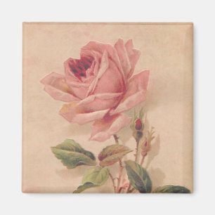 Fransk Victorianrosa ros Magnet