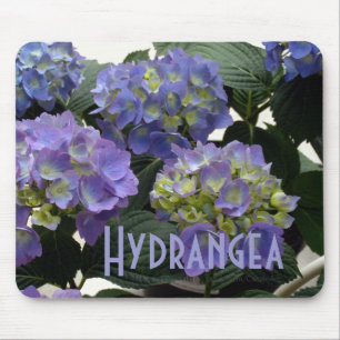 Franska baby blue vanlig hortensia musmatta
