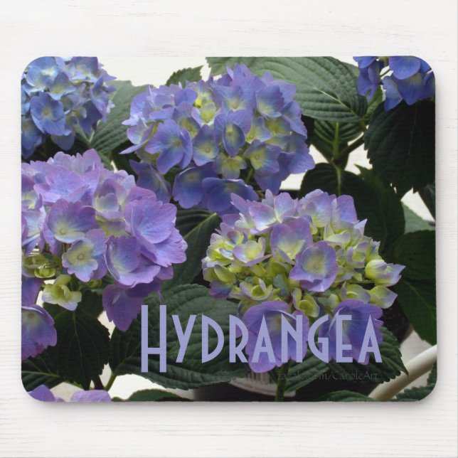 Franska baby blue vanlig hortensia musmatta (Framsidan)