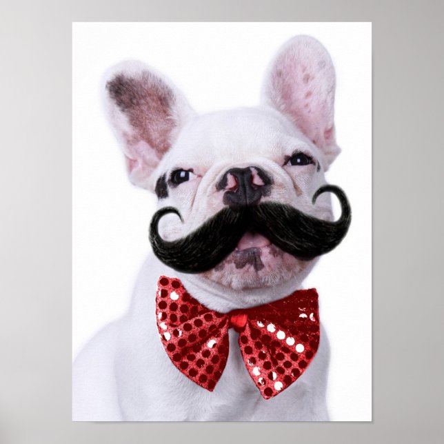 Franska Bull Dog Puppy with Mustache Poster (Framsidan)