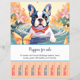 Franska Bulldog Puppies Flyer
