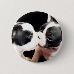 Franska bulldoggvalpar knapp