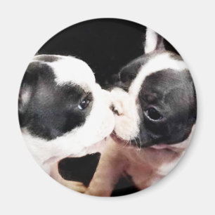 Franska bulldoggvalpar magnet