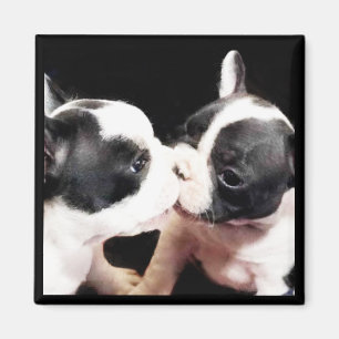 Franska bulldoggvalpar magnet