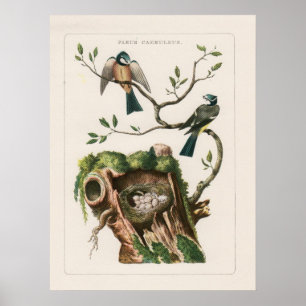 Franska fågelgravyrer poster
