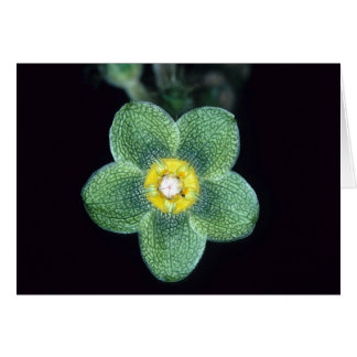 FRANSKA GUYANA: Matelea gracieae OBS Kort