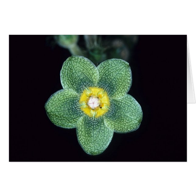 FRANSKA GUYANA: Matelea gracieae OBS Kort (Framsidan Horizontal)