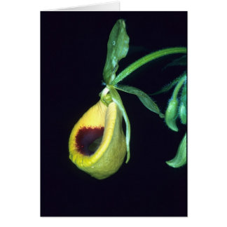 FRANSKA GUYANA: Selenipediumpalmifolium OBS Kort