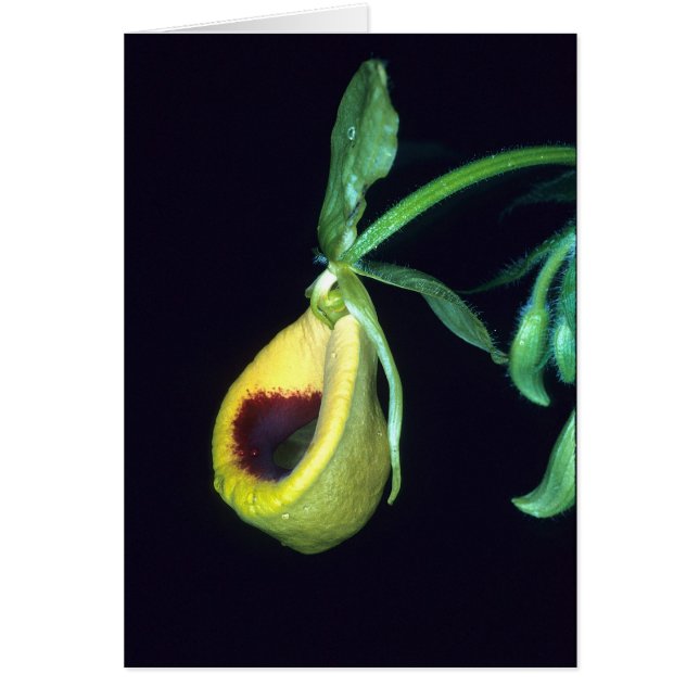 FRANSKA GUYANA: Selenipediumpalmifolium OBS Kort (Framsidan)