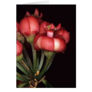 FRANSKA GUYANA: Symphoniaglobulifera OBS Kort