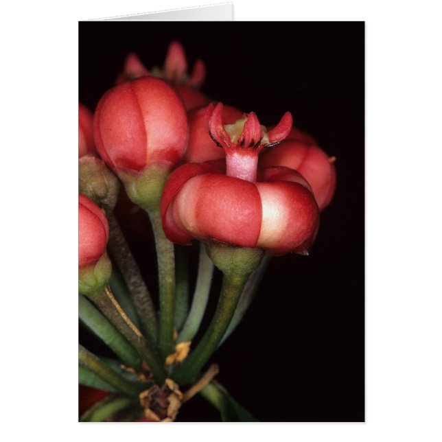 FRANSKA GUYANA: Symphoniaglobulifera OBS Kort (Framsidan)