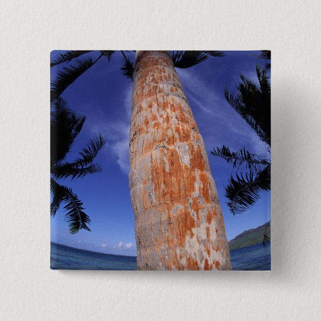 Franska Polynesien, Bora Bora, Palmer Knapp (Framsida)