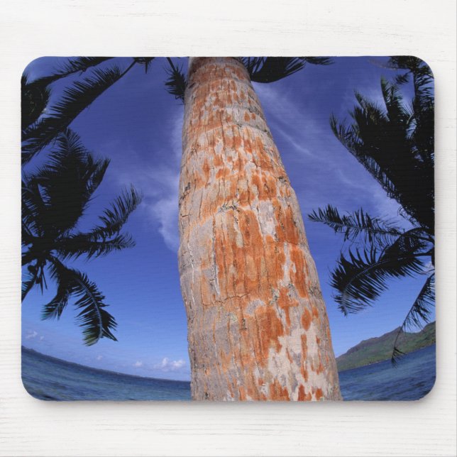 Franska Polynesien, Bora Bora, Palmer Musmatta (Framsidan)