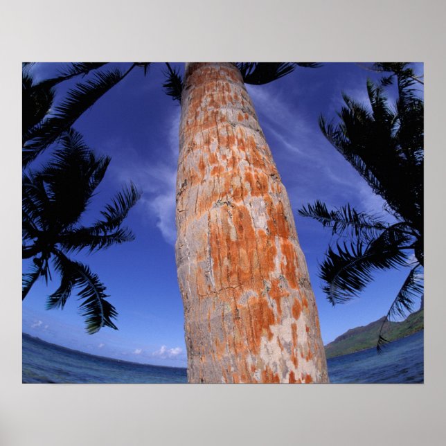 Franska Polynesien, Bora Bora, Palmer Poster (Framsidan)