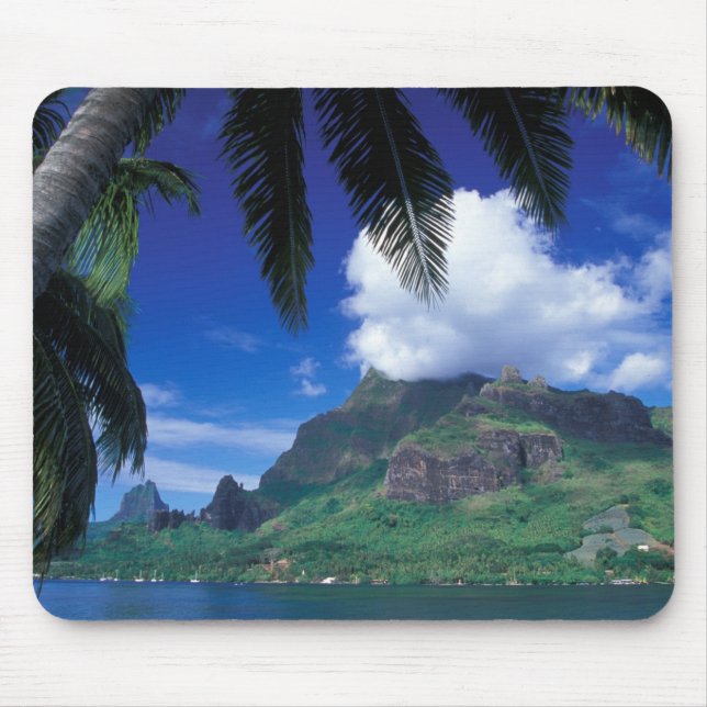 Franska Polynesien, Moorea. Cooks Bay. Grön Musmatta (Framsidan)
