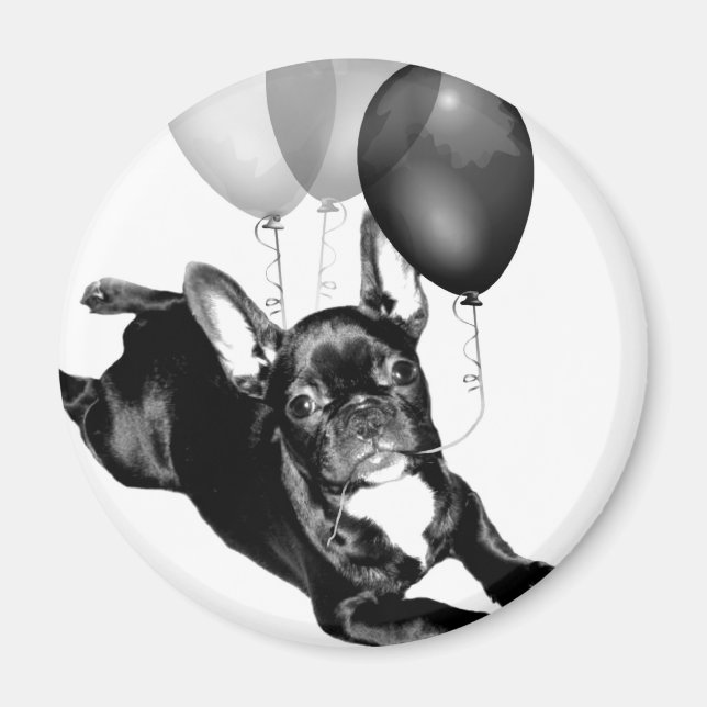 Fransken Bulldog magnet (Framsidan)
