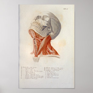 Fransken Nacke Muscles Skull Anatomy Print Poster