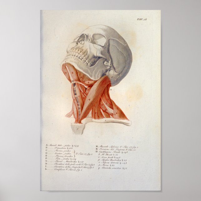 Fransken Nacke Muscles Skull Anatomy Print  Poster (Framsidan)