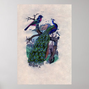 Fransken Poster utskrift av antika blå peacock
