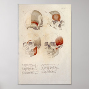 Fransken Skull Muscles Jaw Anatomy Print Poster
