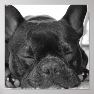 Franskt bulldoggtryck poster