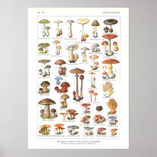 Franskt giftigt ätligt champinjonvariationstryck poster