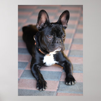 Französisch Bulldog Poster