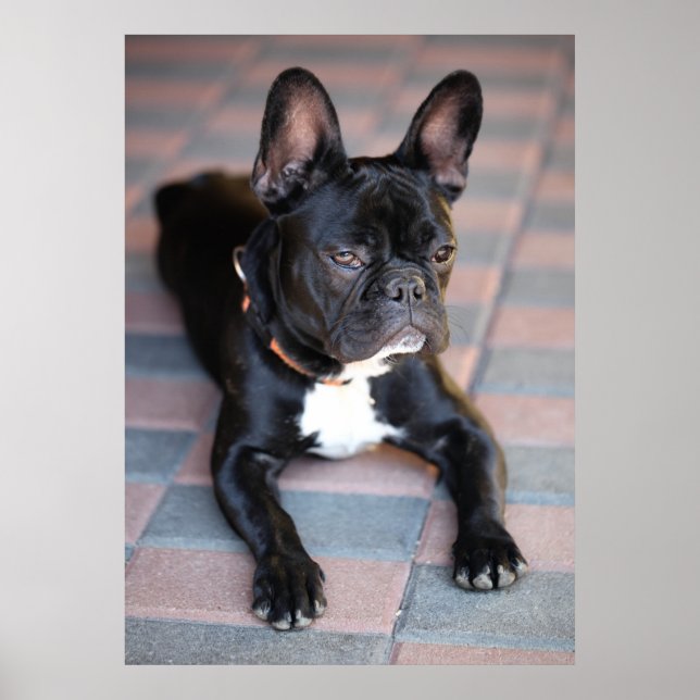 Französisch Bulldog Poster (Framsidan)