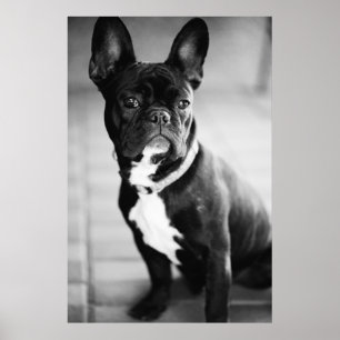 Französisch Bulldog Poster