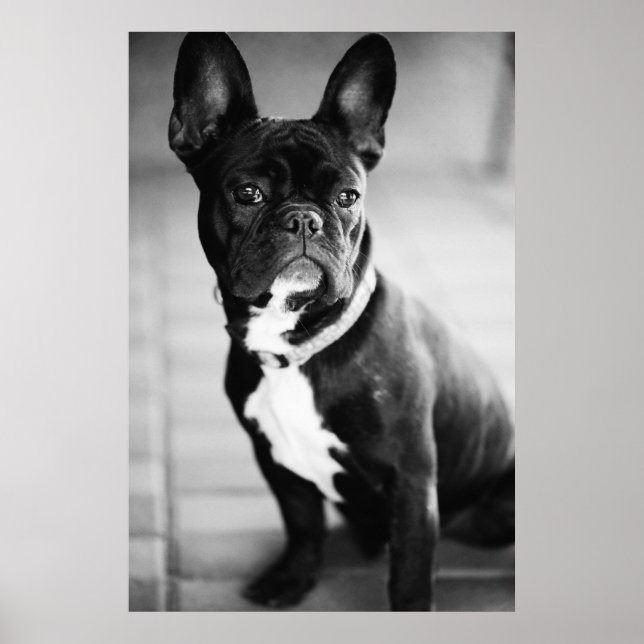 Französisch Bulldog Poster (Framsidan)