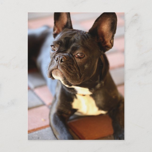 Französisch Bulldog Vykort (Framsida)