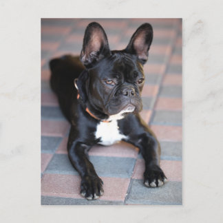 Französisch Bulldog Vykort