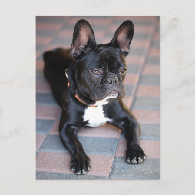 Französisch Bulldog Vykort (Framsida)
