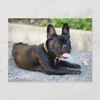 Französisch Bulldog Vykort