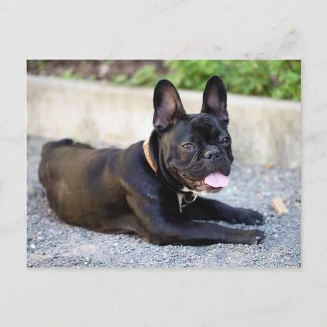 Französisch Bulldog Vykort (Framsida)
