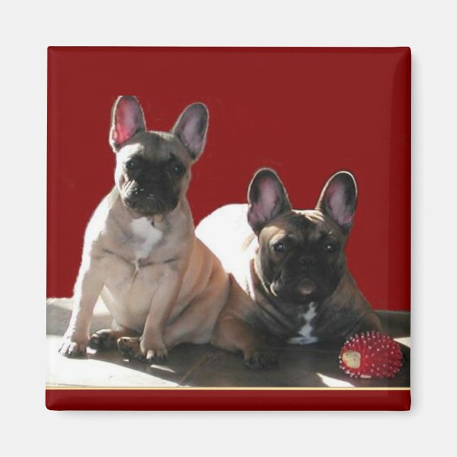 Französische Buldoggen Flo und Fips Magnet (Framsidan)
