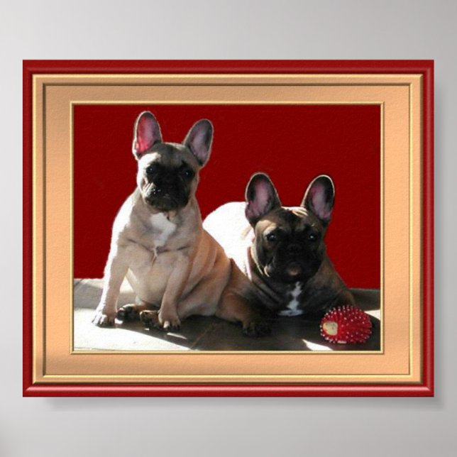 Französische Buldoggen Poster (Framsidan)
