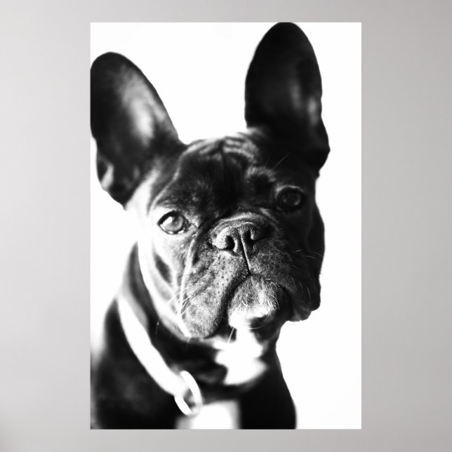 französische Bulldogg Poster (Framsidan)